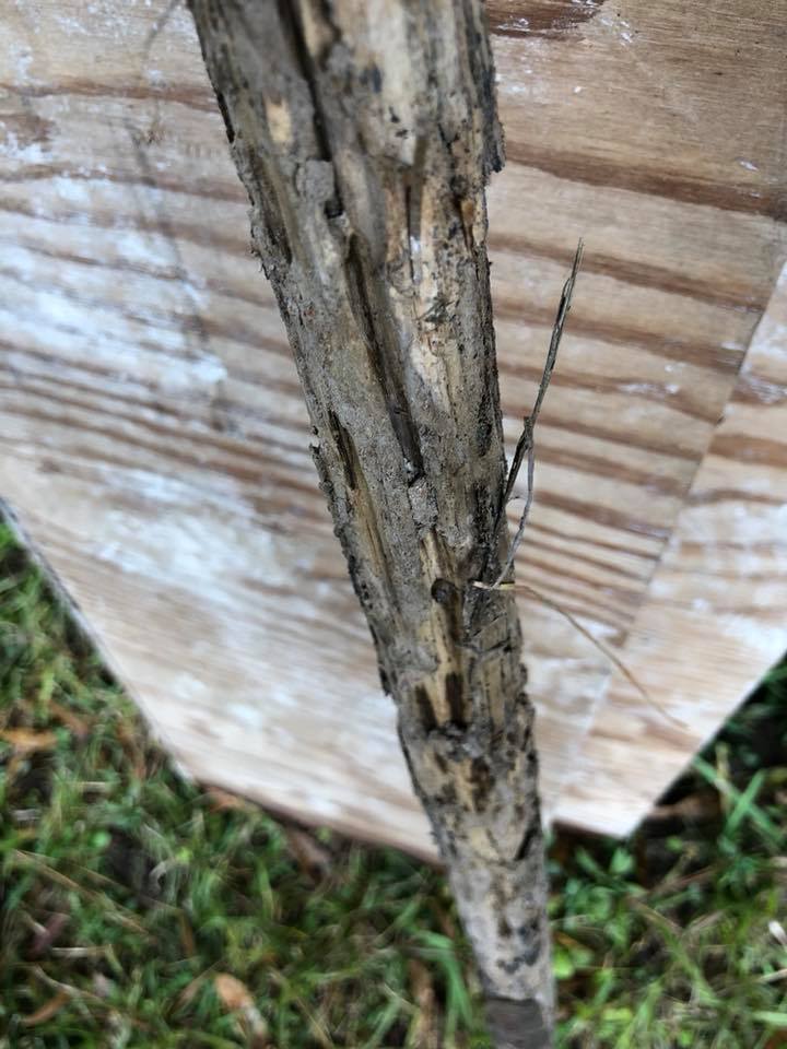 Barfield Home Inspections structural inspection photo 10