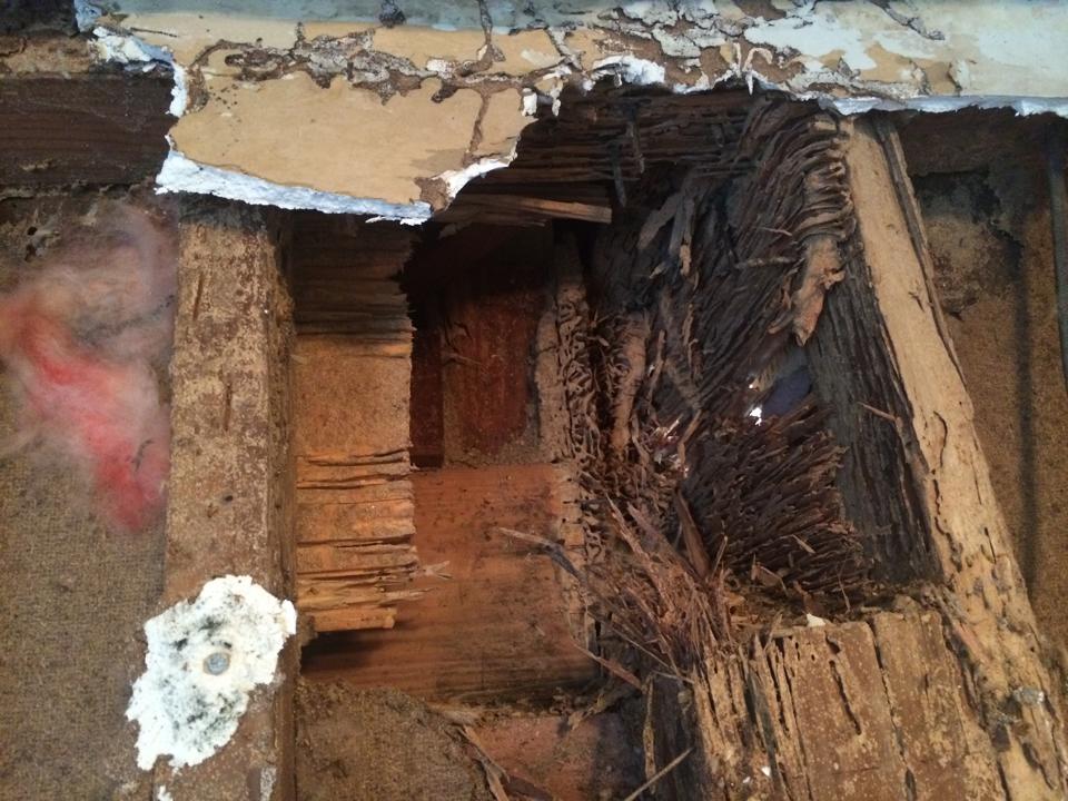 Barfield Home Inspections termite inspection photo 26