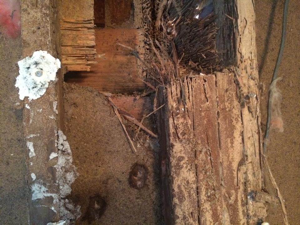Barfield Home Inspections termite damage photo 27